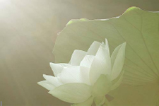 tai chi - moving meditation
